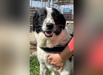 Mata - liebevoll und lernwillig