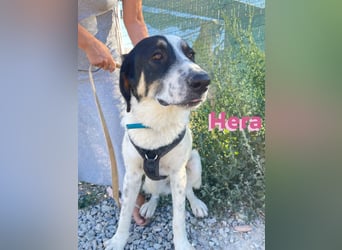 Hera - wartet in 86529 Schrobenhausen