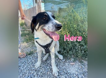 Hera - wartet in 86529 Schrobenhausen