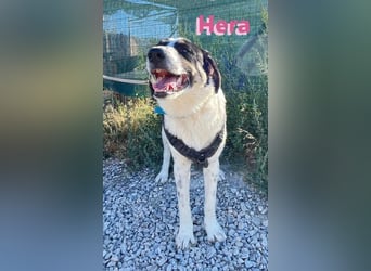 Hera - wartet in 86529 Schrobenhausen