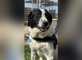 Mata - liebevoll und lernwillig