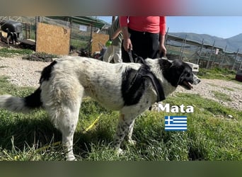 Mata - liebevoll und lernwillig