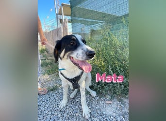 Mata - wartet in 86529 Schrobenhausen