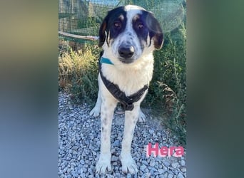 Hera - wartet in 86529 Schrobenhausen