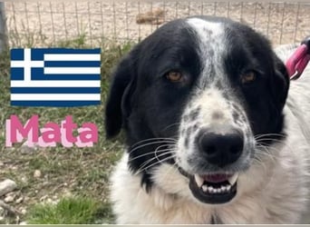 Mata - liebevoll und lernwillig