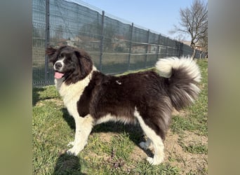 Kura eine wundervolle Pracht