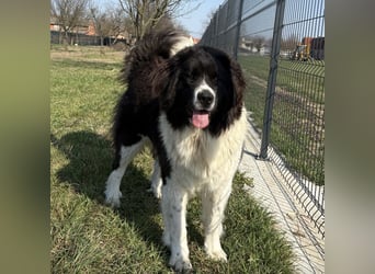 Kura eine wundervolle Pracht