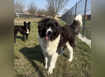 Kura eine wundervolle Pracht