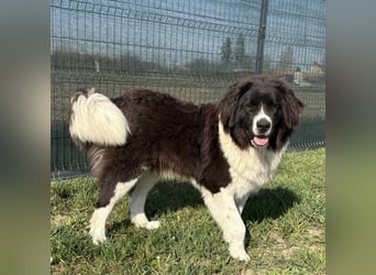 Kura eine wundervolle Pracht