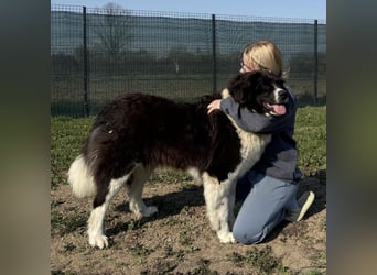 Kura eine wundervolle Pracht