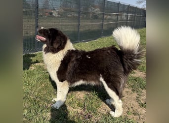 Kura eine wundervolle Pracht