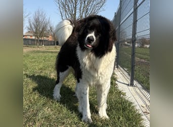 Kura eine wundervolle Pracht