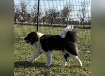 Kura eine wundervolle Pracht