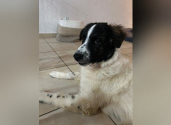 Caramela: freut sich über Besuch nähe Ludwigsburg