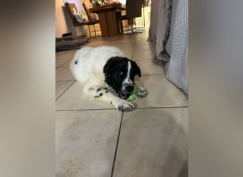 Caramela: freut sich über Besuch nähe Ludwigsburg