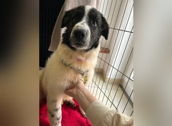 Caramela: freut sich über Besuch nähe Ludwigsburg