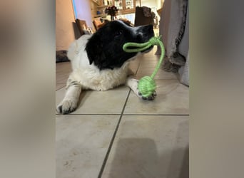 Caramela: freut sich über Besuch nähe Ludwigsburg