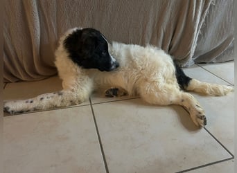 Caramela: freut sich über Besuch nähe Ludwigsburg