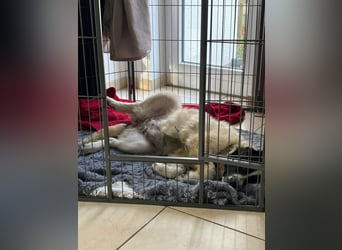 Caramela: freut sich über Besuch nähe Ludwigsburg