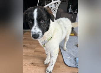 Caramela: freut sich über Besuch nähe Ludwigsburg