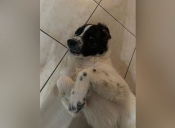 Caramela: freut sich über Besuch nähe Ludwigsburg