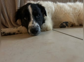 Caramela: freut sich über Besuch nähe Ludwigsburg