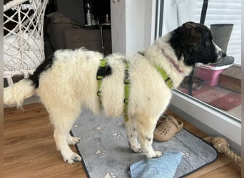 Caramela: freut sich über Besuch nähe Ludwigsburg