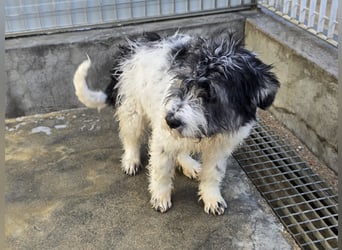 Martino: ein Wuschel sucht Dich!