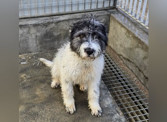 Martino: ein Wuschel sucht Dich!