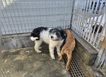 Martino: ein Wuschel sucht Dich!