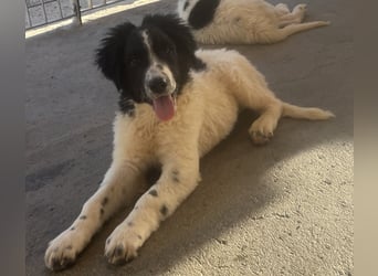 Caramela: sie liebt das Leben