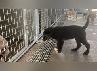 Celeste: einfach nur Zucker!