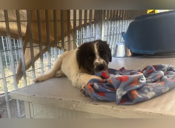 Caramela: sie liebt das Leben