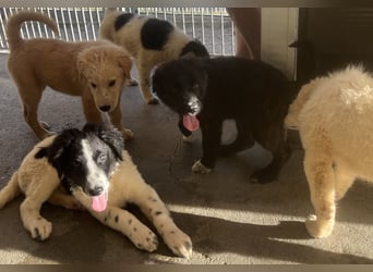 Caramela: sie liebt das Leben