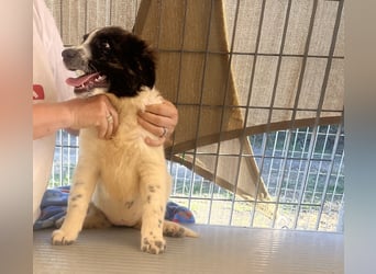 Caramela: sie liebt das Leben