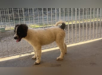 Caramela: sie liebt das Leben