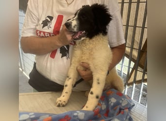 Caramela: sie liebt das Leben