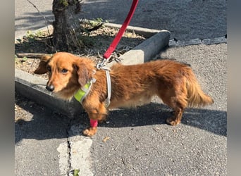 Pepe – 11 Jahre und ein Herz voller Liebe zum Liebe geben und empfangen für seine letzten Jahre