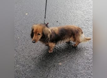 Dolly sucht liebevolle Menschen