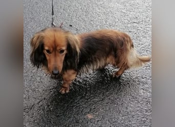 Dolly sucht liebevolle Menschen