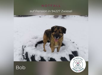 Bob: Überschwänglicher Riese (auf PS in Zwiesel/D)
