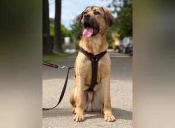 Luca: Wer will mein Freund sein?