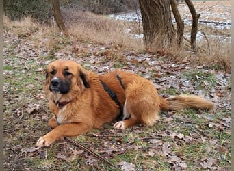 süße Mischlingshündin "Arina" sucht ein Zuhause