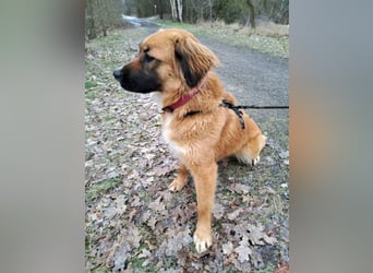 süße Mischlingshündin "Arina" sucht ein Zuhause