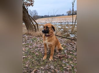 süße Mischlingshündin "Arina" sucht ein Zuhause