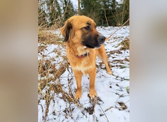 süße Mischlingshündin "Arina" sucht ein Zuhause