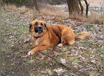 süße Mischlingshündin "Arina" sucht ein Zuhause