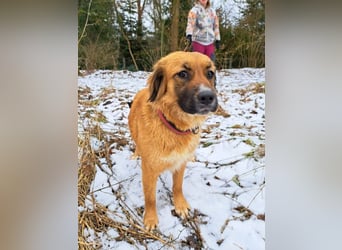 süße Mischlingshündin "Arina" sucht ein Zuhause