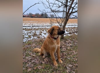 süße Mischlingshündin "Arina" sucht ein Zuhause