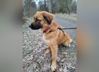 süße Mischlingshündin "Arina" sucht ein Zuhause